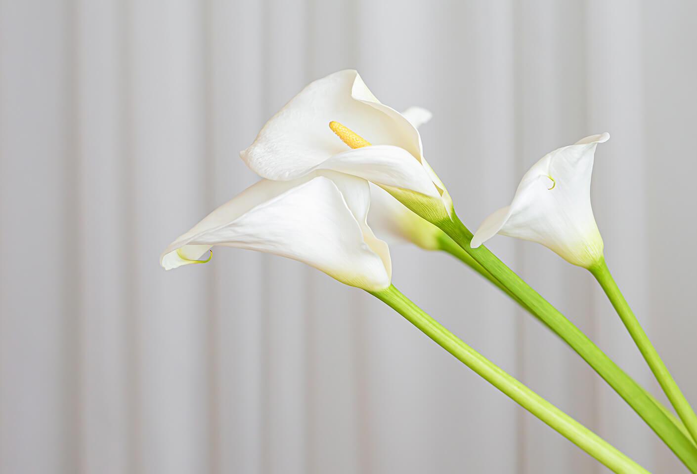 aria vera calla lily flower