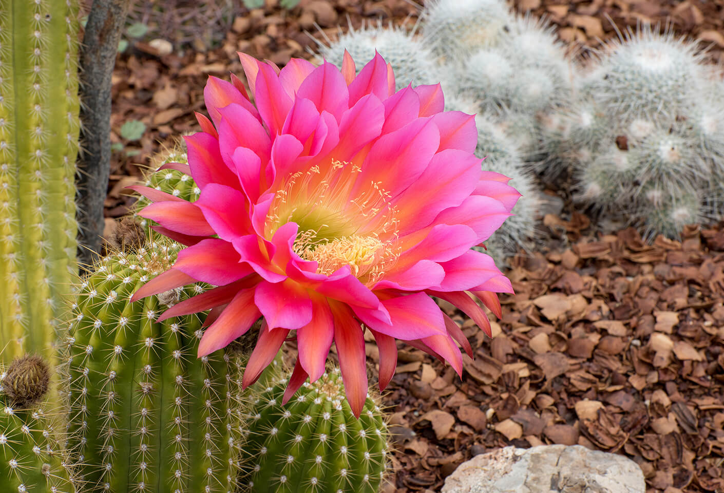 aria vera cactus flower