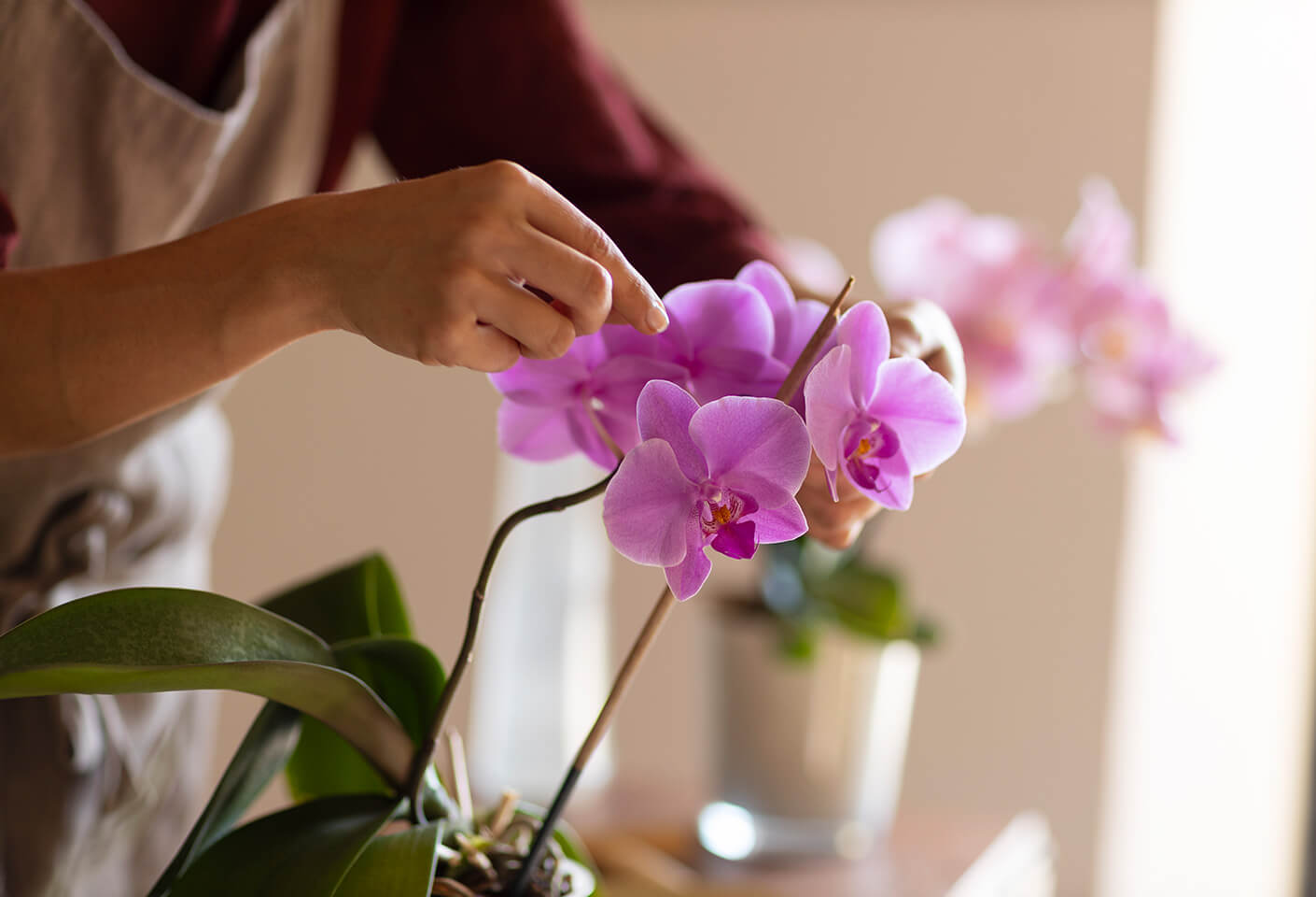 aria vera orchid flower