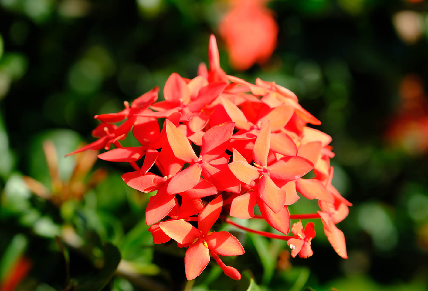 aria vera ixora flower