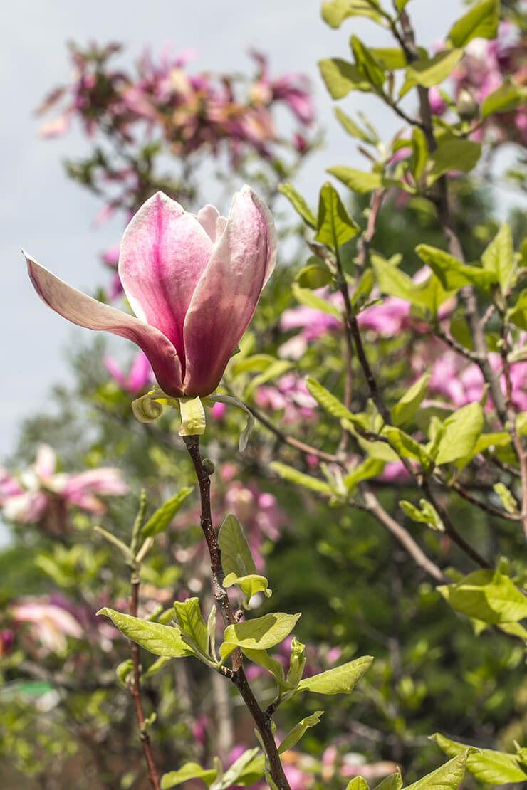 aria vera magnolia flower